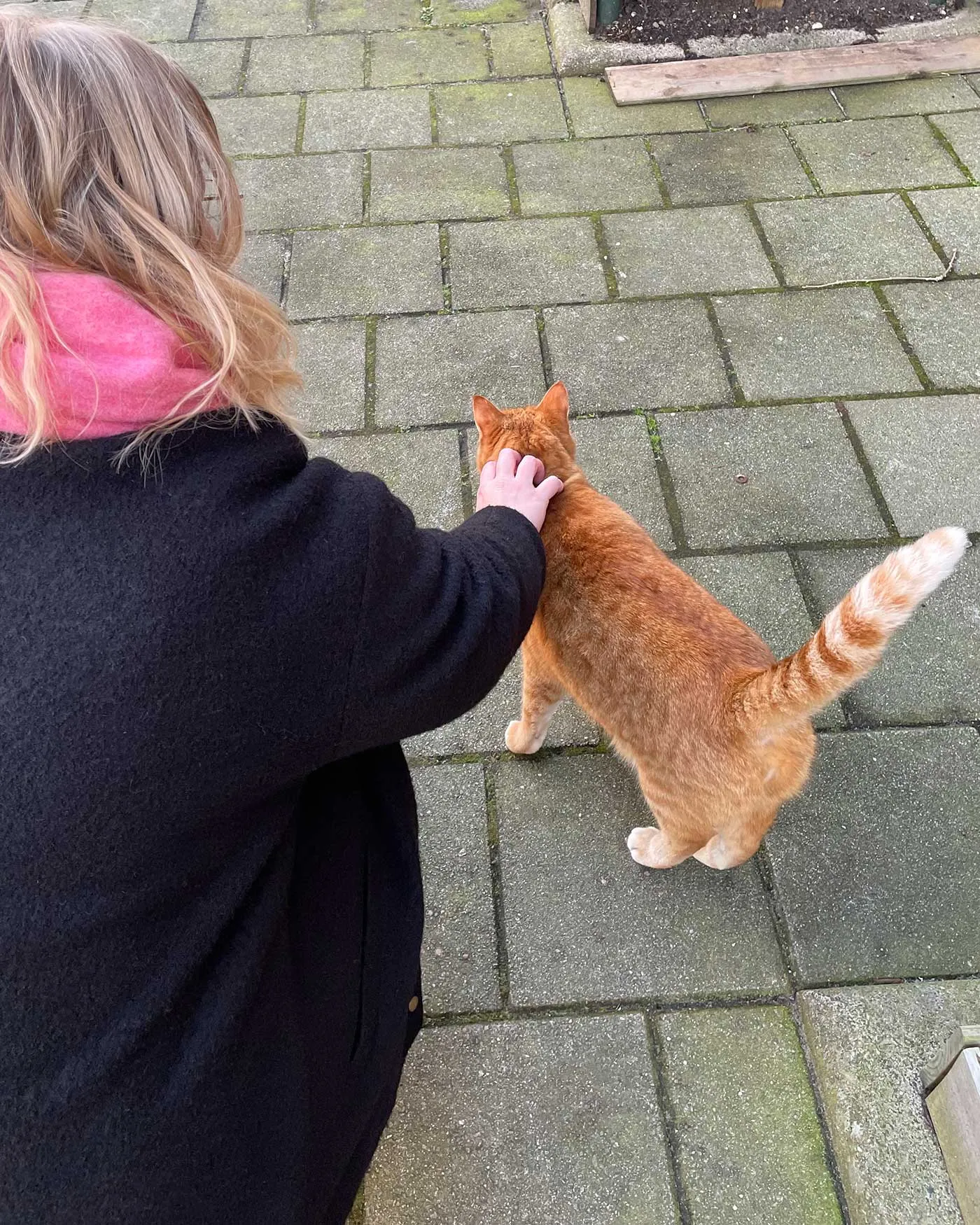 Petting a ginger cat on the street