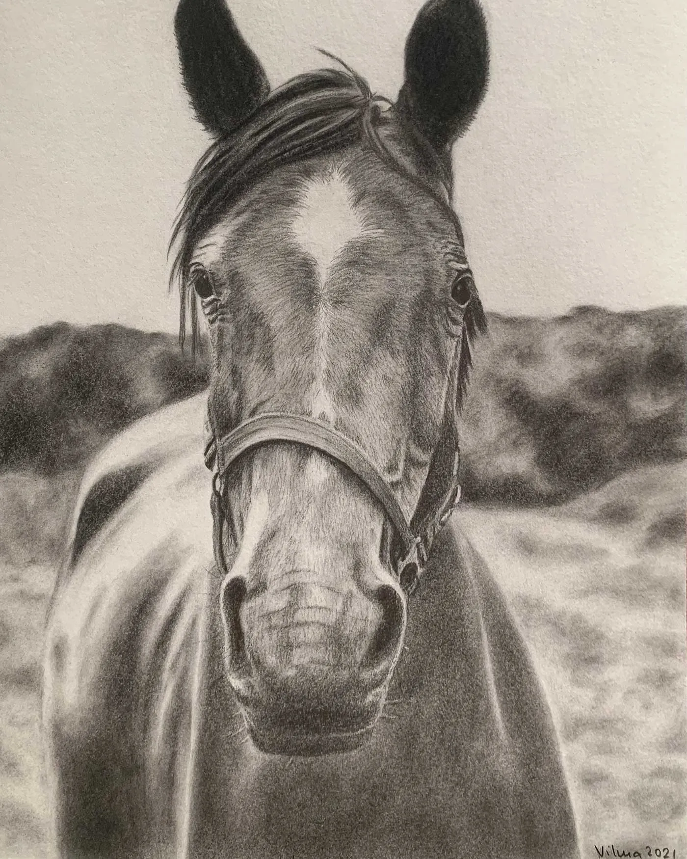 Pencil drawing of a horse