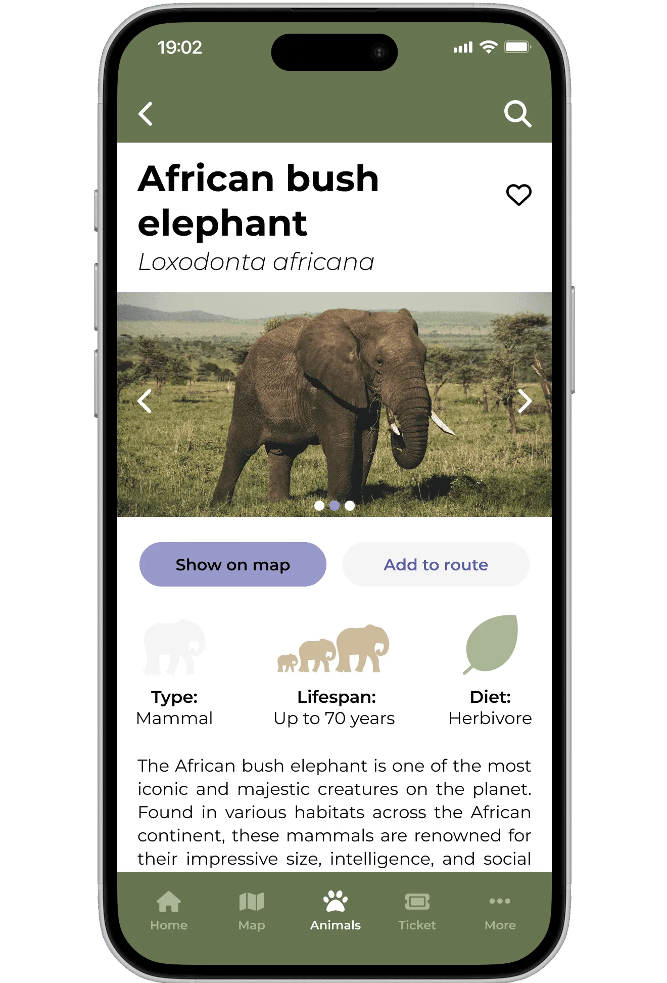 Animal page for the African bush elephant